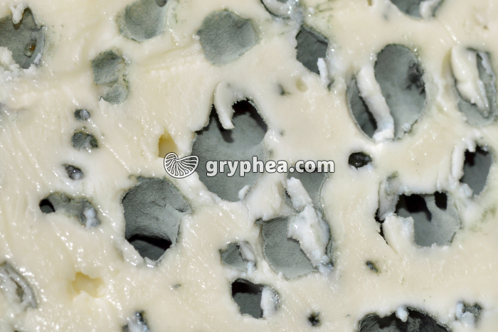 Fromage - le Roquefort (détail) - gryphea.org